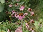 Purple Coneflower (Echinacea purpurea) with Monarch Butterfly (Danaus plexippus)